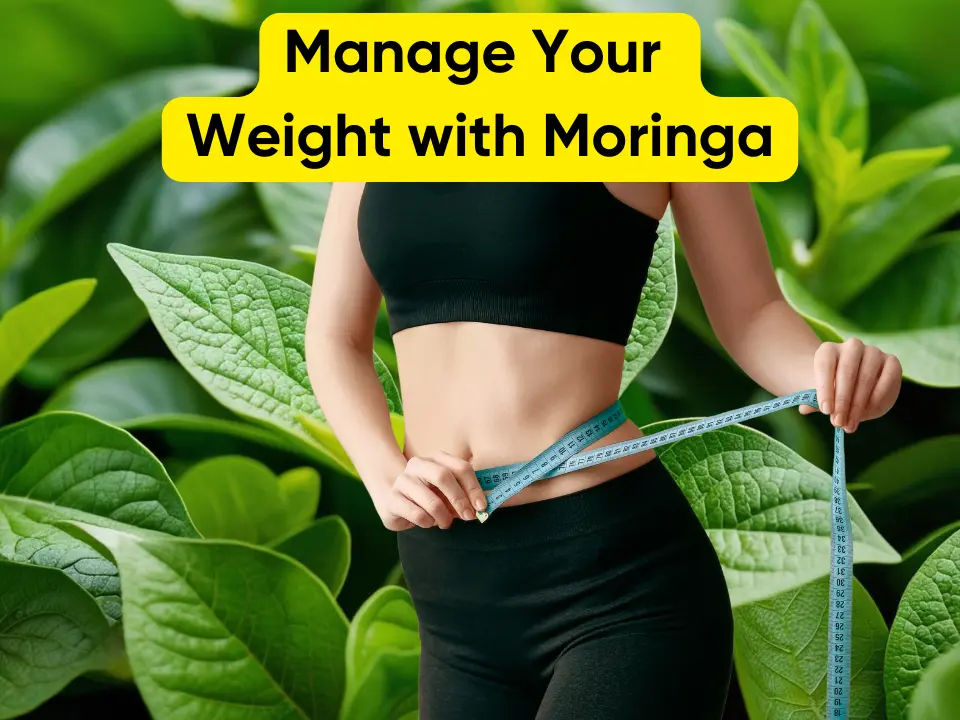 Manage your weight with moringa