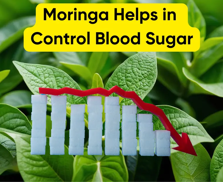 Moringa helps in control blood sugar