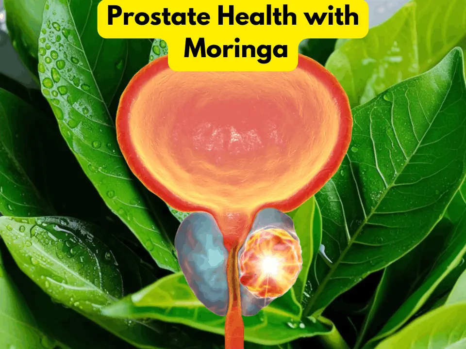 Prostate Health with Moringa